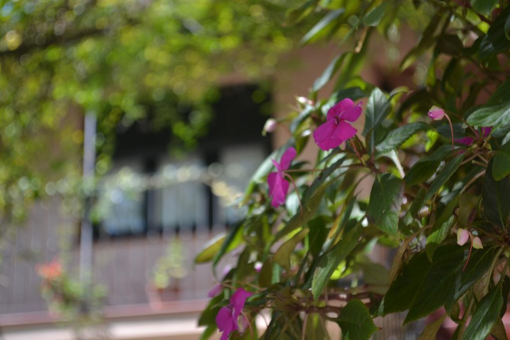 Posada De La Flor Colonia del Sacramento Zewnętrze zdjęcie